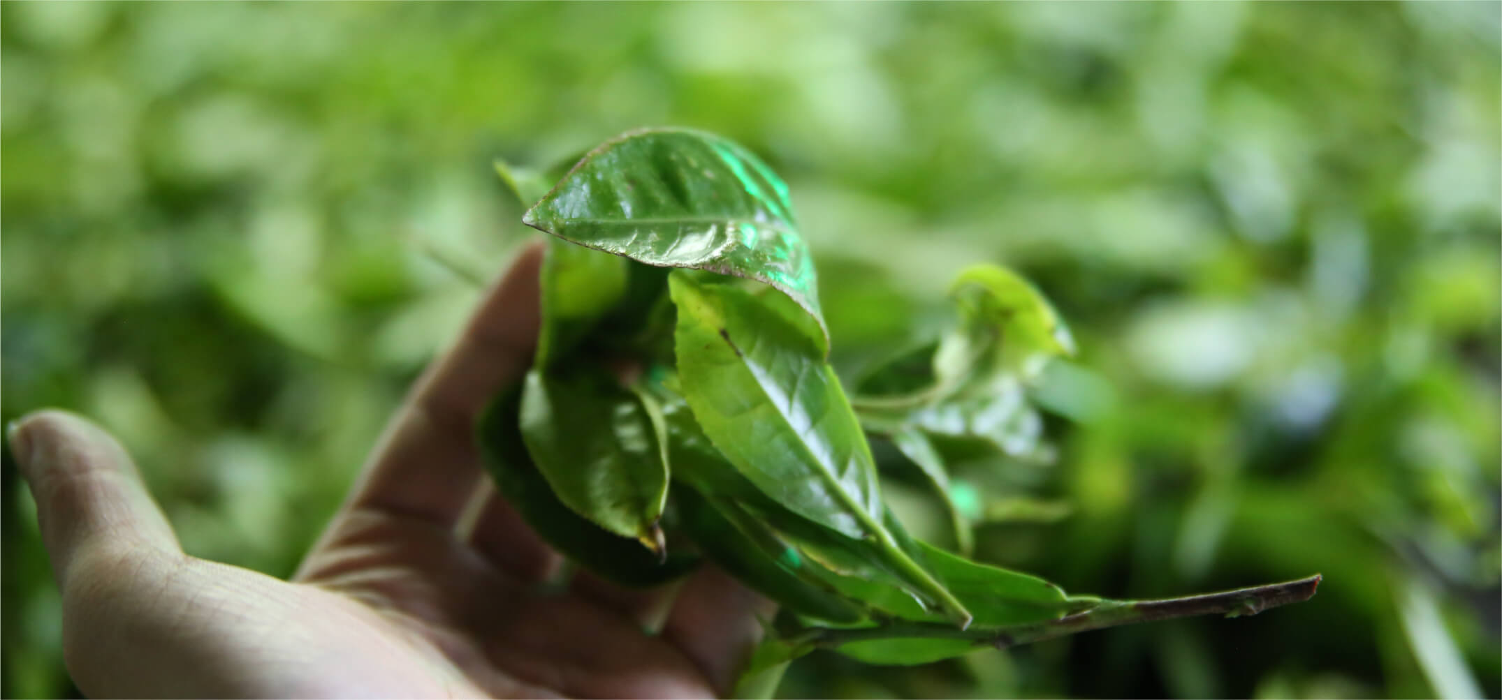 厳選茶葉